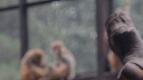 El 13 de enero, el zoológico emitió un “código azul” ante la desaparición de un felino
