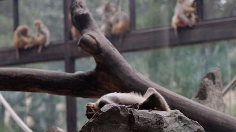 El 13 de enero, el zoológico emitió un “código azul” ante la desaparición de un felino