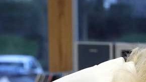 Los individuos con desgaste óseo requieren que se les inoculen diariamente con costosos medicamentos