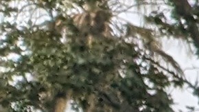 La familia Gómez llegó muy temprano a ver las carrozas. (Jacqueline García/La Opinión)