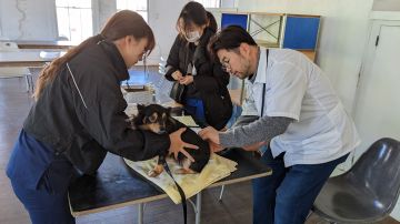 Veterinarios y estudiantes donaron su tiempo el domingo para la clínica gratuita de mascotas. (Jacqueline García/La Opinión)