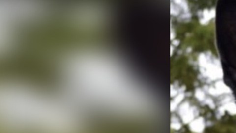 El agente canino Hobbs, quien llegó procedente de Alemania, y su compañero desde 2013, el sargento Jason Robinson respondieron a más de 500 llamadas, encontraron 113 pruebas de evidencia y arrestaron a 166 criminales