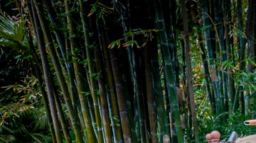 Personal de Disneylandia se burló de latina discapacitada antes de que cayera de una atracción y luego murió de choque séptico