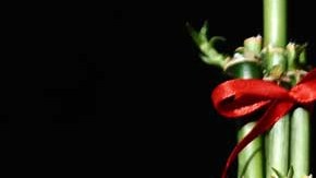 La tradición china de tener plantas y flores siempre ha estado relacionada con la prosperidad