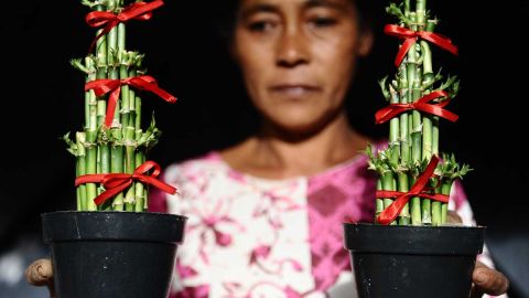 La tradición china de tener plantas y flores siempre ha estado relacionada con la prosperidad