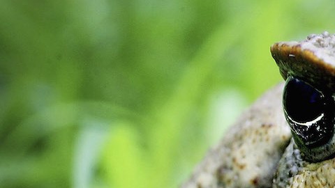 Sacrifican a “Toadzilla” a unos días de ser hallada en Australia