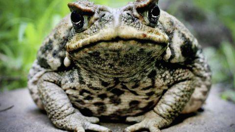 Sacrifican a “Toadzilla” a unos días de ser hallada en Australia