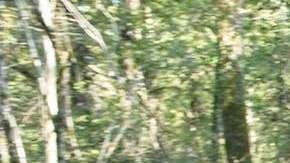 Sentencia y multan con de $132,000 dólares a famosos influencers cazadores