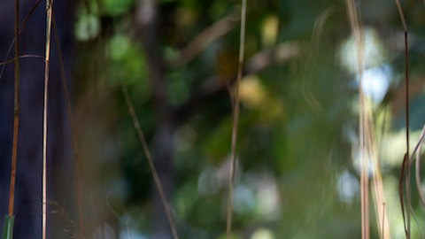 Un líder talibán acusa al príncipe Harry de matar a 25 afganos inocentes