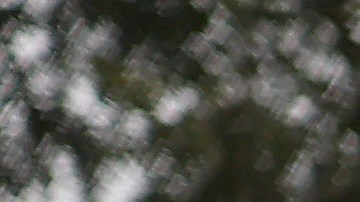 VIDEO: Equipos de bomberos rescatan a 2 perros que naufragaban durante la inundación del ciclón bomba de California