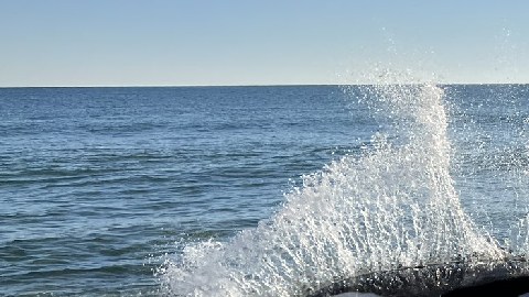 Ballena asesina de 21 pies muere después de ser arrastrada por la corriente a tierra en playa de Florida