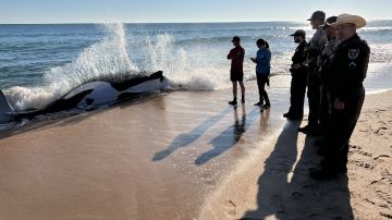 Ballena asesina de 21 pies muere después de ser arrastrada por la corriente a tierra en playa de Florida