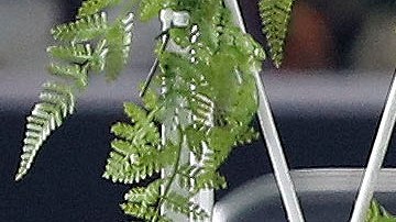 Pelé es velado en el estadio del Santos de Brasil, club al que le entregó los mejores momentos de su carrera.