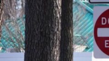 La escuela primaria en Virginia, donde un niño de seis años le disparó a una maestra.