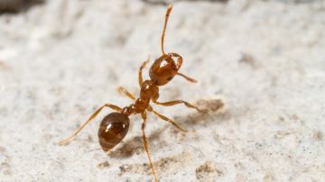 Hormigas pueden ser entrenadas para detectar el "olor del cáncer"