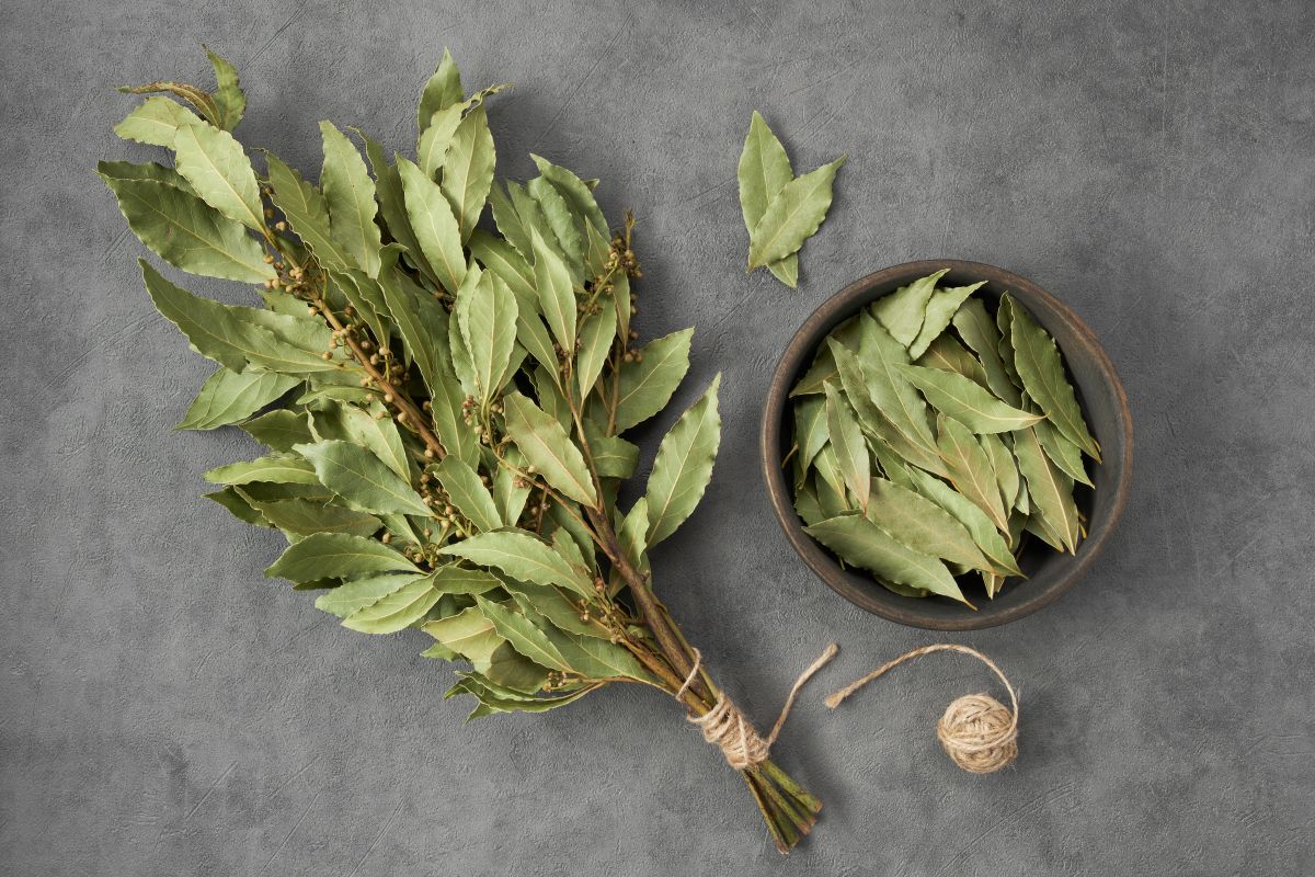 Laurel canela y oregano para que sirve