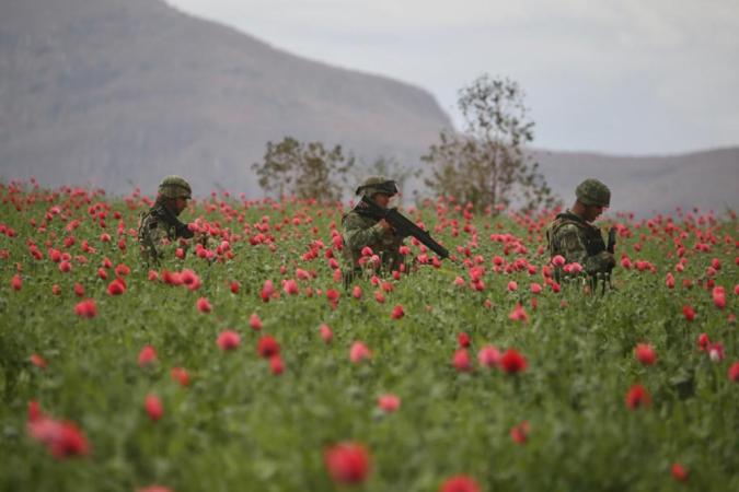 Ejército de México localiza y destruye enorme plantío de amapola, ubicado en zona dominada por la Cártel de Sinaloa