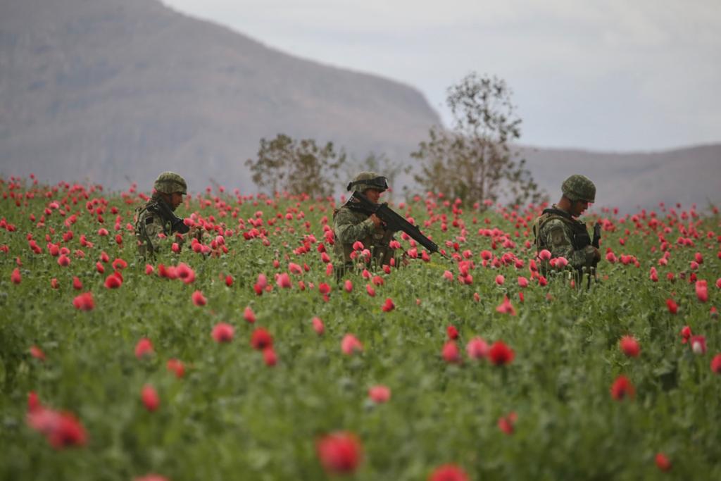 The Mexican army finds and destroys a huge poppy plantation located in an area dominated by the Sinaloa cartel.