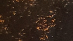 García Luna: cuáles son los delitos por los que el exjefe de la lucha contra el narco fue declarado culpable (y qué condena podría recibir)