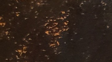 García Luna: cuáles son los delitos por los que el exjefe de la lucha contra el narco fue declarado culpable (y qué condena podría recibir)