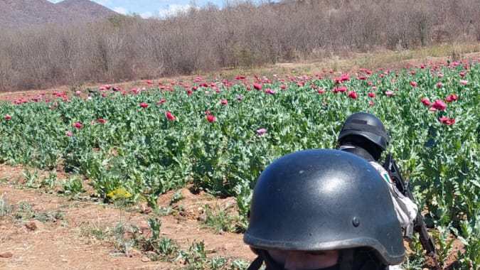 Ejército de México localiza y destruye enorme plantío de amapola, ubicado en zona dominada por la Cártel de Sinaloa