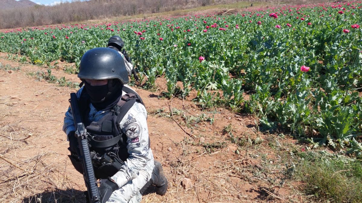 The Mexican army finds and destroys a huge poppy plantation located in an area dominated by the Sinaloa cartel.
