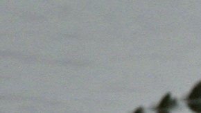 Anciana muere tratando de salvar a su perro de las fauces de un cocodrilo en Florida