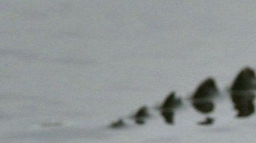 Anciana muere tratando de salvar a su perro de las fauces de un cocodrilo en Florida