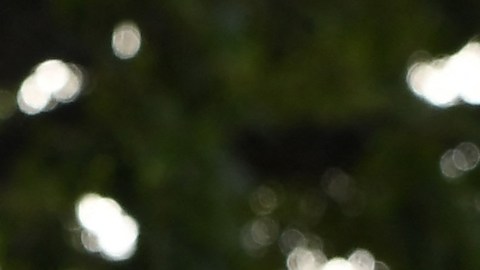 Calentamiento global hace a los hongos más peligrosos para los humanos como en “The Last of Us”