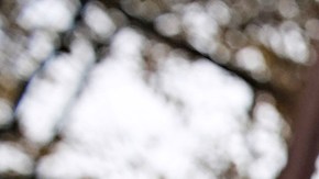 Expertos en ardillas dicen que aunque las ardillas tienen un olfato increíble, entrenarlas para que trabajen con humanos es algo totalmente distinto