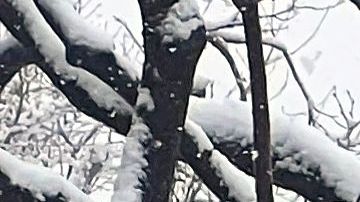 Condado de San Bernardino declaró estado de emergencia ante personas y carreteras atascadas por la nieve