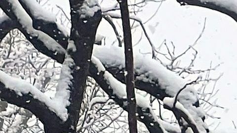 Condado de San Bernardino declaró estado de emergencia ante personas y carreteras atascadas por la nieve