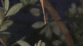 Daniella Navarro, actriz venezolana y ex concursante de La Casa de Los Famosos 2.