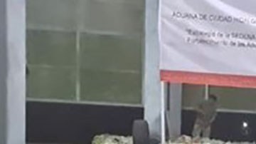 Decomiso de cocaína