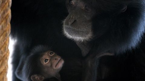 El misterio del que parecía un milagro se mantuvo por alrededor de dos años, pues los encargados del zoológico se dedicaron a rastrear al posible padre