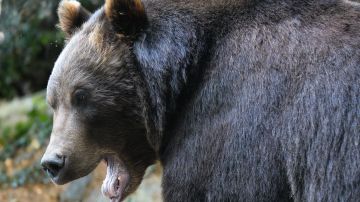 EE.UU. podría levantar las restricciones y permitir la cacería de osos grizzlies en los parques Yellowstone y Glacier