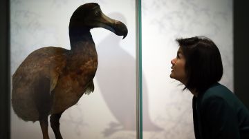 Empresa planea revivir al dodo, un ave extinta desde el siglo XVII