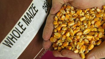 Estados Unidos exige a México los fundamentos científicos en los que sustenta su veto al maíz transgénico