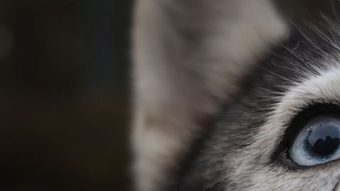 Sherry Lankston y su familia se lanzaron en busca de una mascota descrita como juguetona