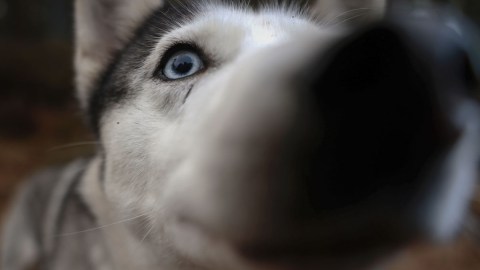 Sherry Lankston y su familia se lanzaron en busca de una mascota descrita como juguetona