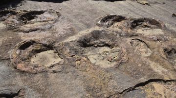 Científicos hallan en Inglaterra la gran huella de un dinosaurio carnívoro