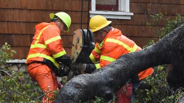 City workers remove a giant oak tree that uprooted and fell on top of a house due to heavy rain, January 17, 2019 in Burbank, California. - Heavy rain and danger of flooding and mudslides is continuing in Los Angeles and across Southern California as storms wallops the region. (Photo by Robyn Beck / AFP) (Photo credit should read ROBYN BECK/AFP via Getty Images)