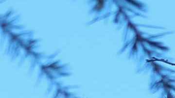 A tree is seen uprooted and toppled over after a night of constant strong winds in Los Angeles on April 10, 2019. (Photo by Chris Delmas / AFP) (Photo credit should read CHRIS DELMAS/AFP via Getty Images)