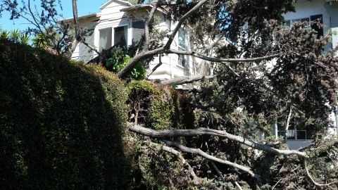 A tree is seen uprooted and toppled over after a night of constant strong winds in Los Angeles on April 10, 2019. (Photo by Chris Delmas / AFP) (Photo credit should read CHRIS DELMAS/AFP via Getty Images)