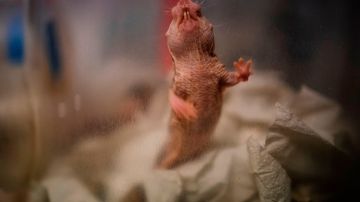 La rata topo desnuda, el extraño animal que desafía las reglas de la vida