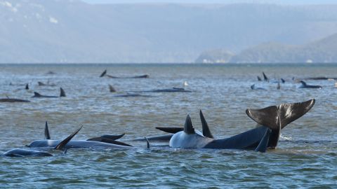 Las ballenas han dejado de cantar para luchar por el amor, según nuevo estudio