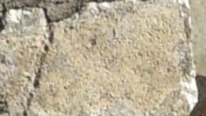 Bobi, de 30 años, rompe el récord del perro más viejo del mundo