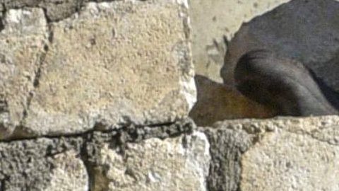 Bobi, de 30 años, rompe el récord del perro más viejo del mundo