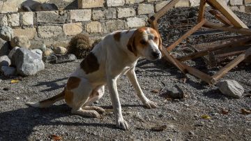 Bobi, de 30 años, rompe el récord del perro más viejo del mundo