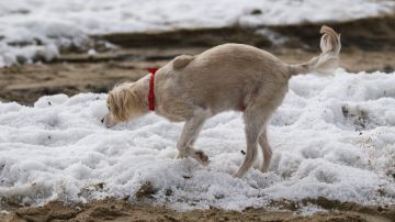 Sadie plays in hail on the beach after winter storms blanketed the region with rain, snow, and hail, on January 29, 2021 in Manhattan Beach, California. (Photo by Patrick T. FALLON / AFP) (Photo by PATRICK T. FALLON/AFP via Getty Images)